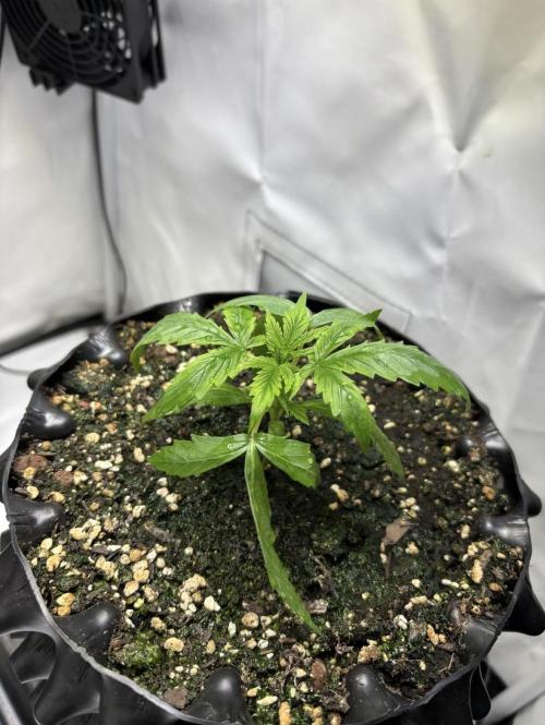 PurplePunch. Week 2