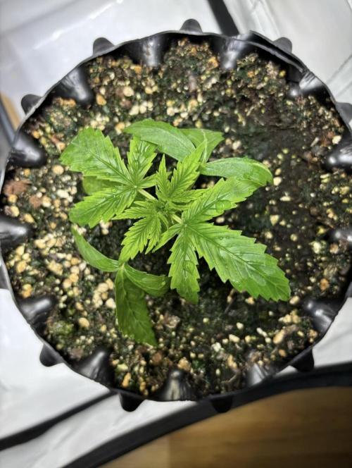 PurplePunch. Week 2