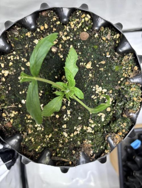 PurplePunch. Week 2