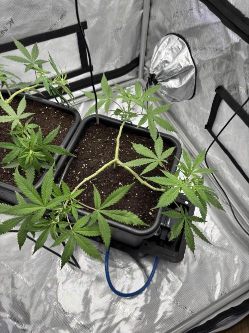 PurplePunch. Week 6