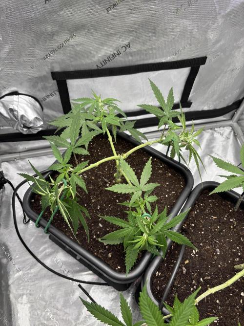 PurplePunch. Week 6