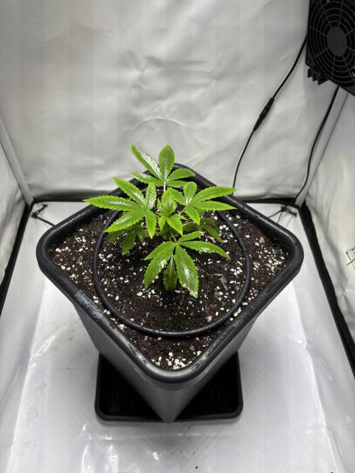 Shaman. Week 4
