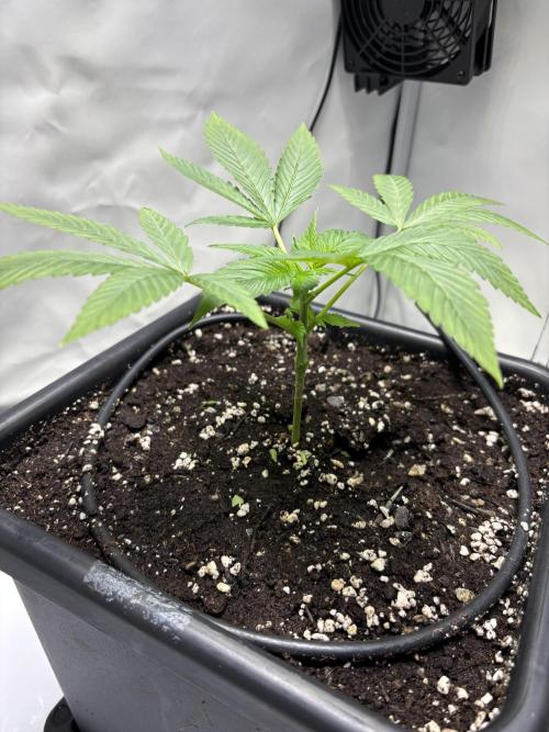 Shaman. Week 5