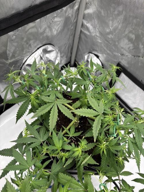 PurplePunch. Week 7