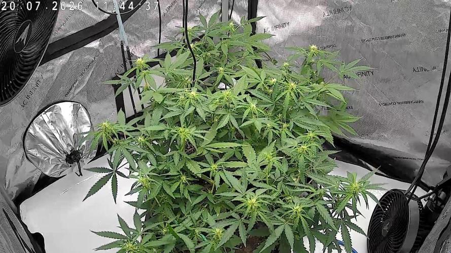 Cloudline Pro T4. Week 8