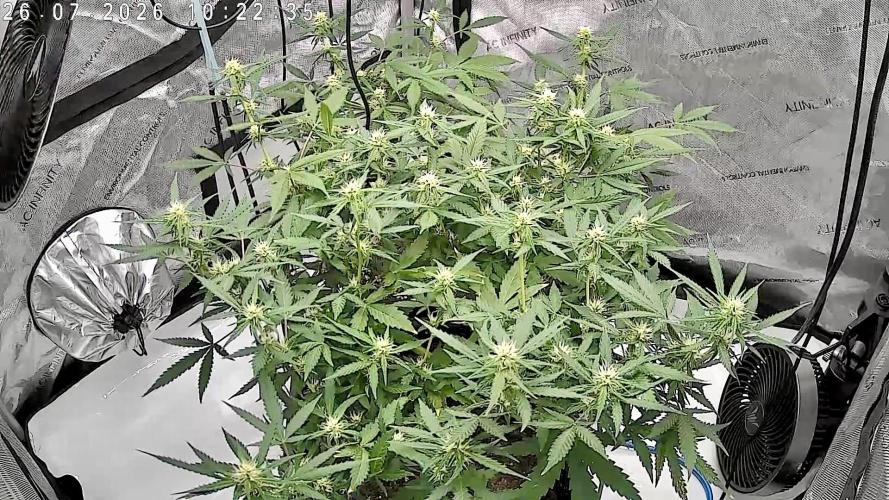 Cloudline Pro T4. Week 9