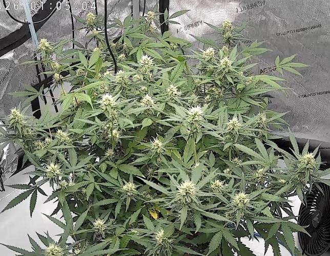 Cloudline Pro T4. Week 10