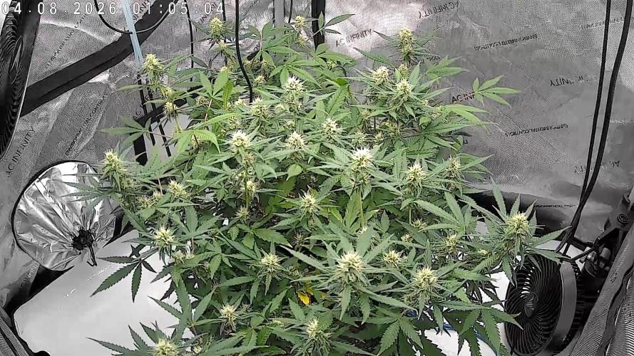 Cloudline Pro T4. Week 10