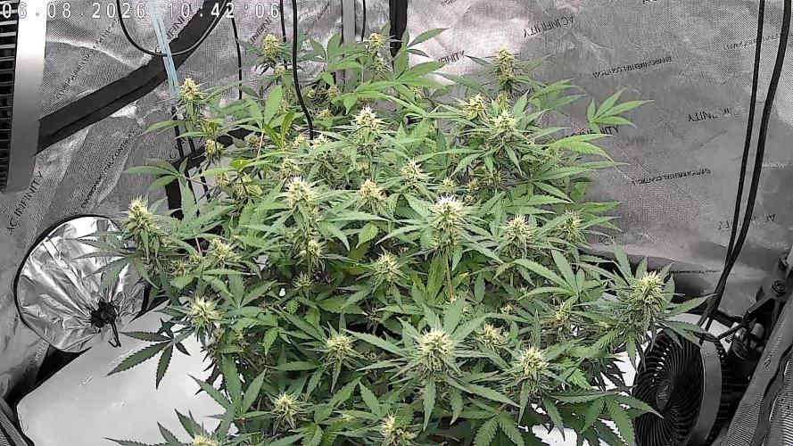 Cloudline Pro T4. Week 10