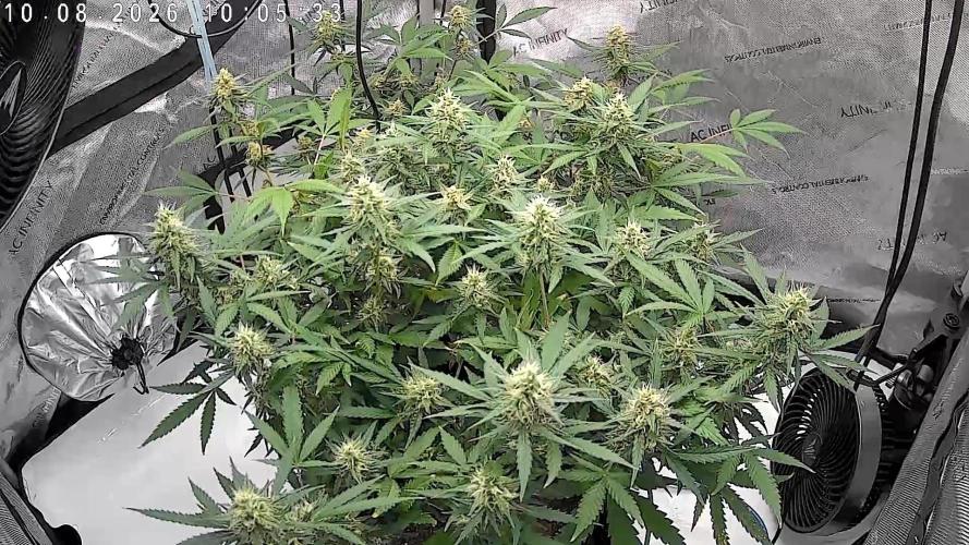 PurplePunch. Week 11