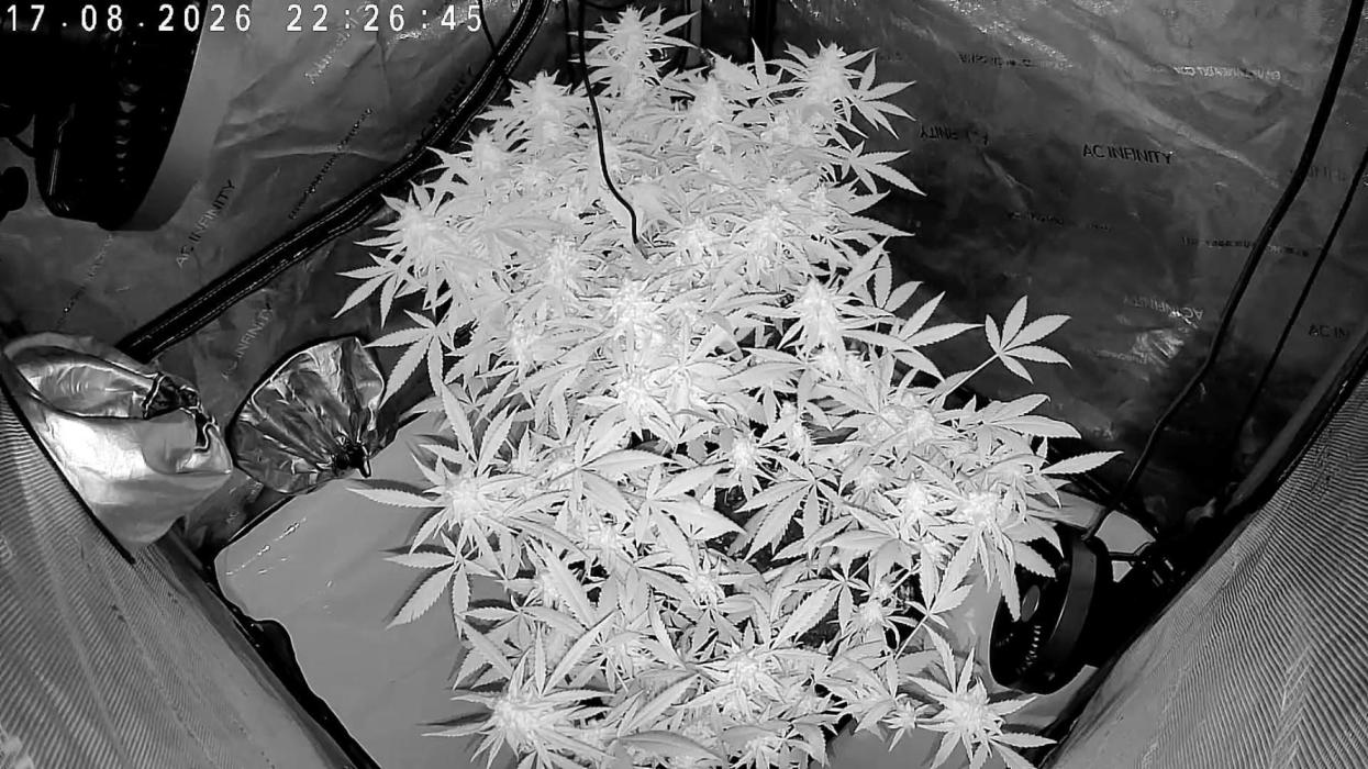 PurplePunch. Week 12