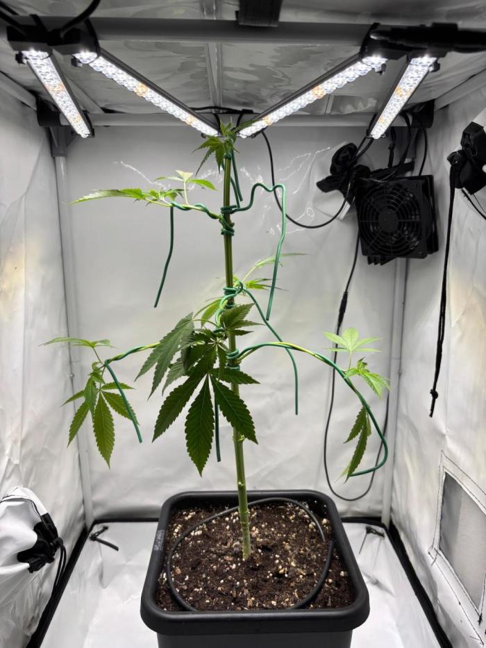 Plant photo