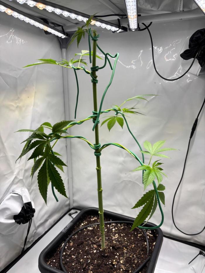Plant photo