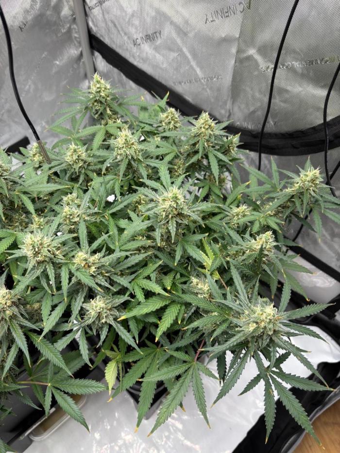 Plant photo