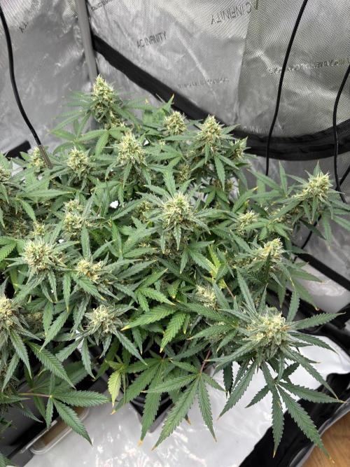 PurplePunch. Week 12