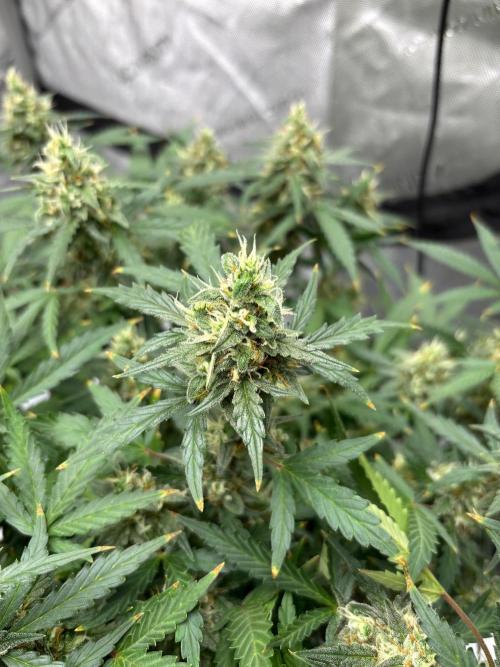 PurplePunch. Week 12