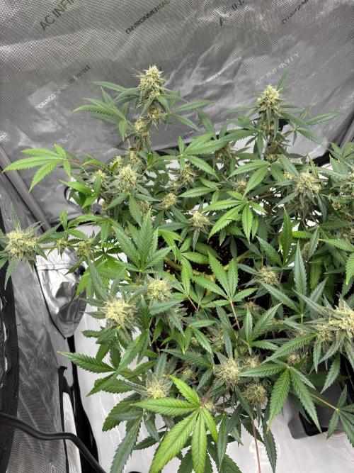 PurplePunch. Week 12