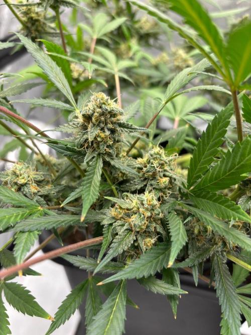 PurplePunch. Week 12