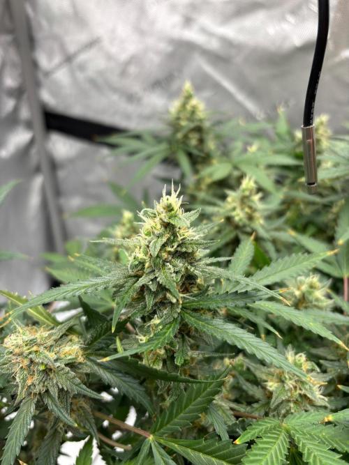 PurplePunch. Week 12