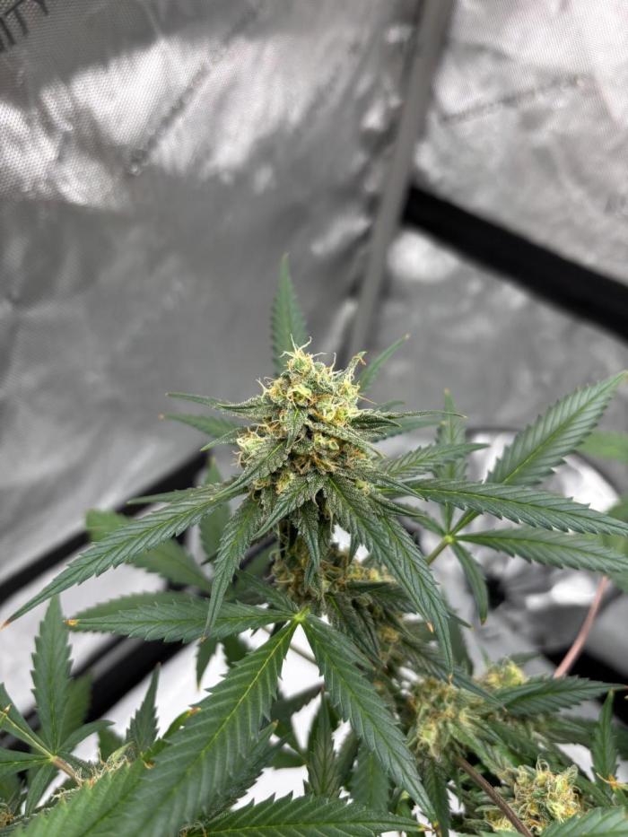 Plant photo