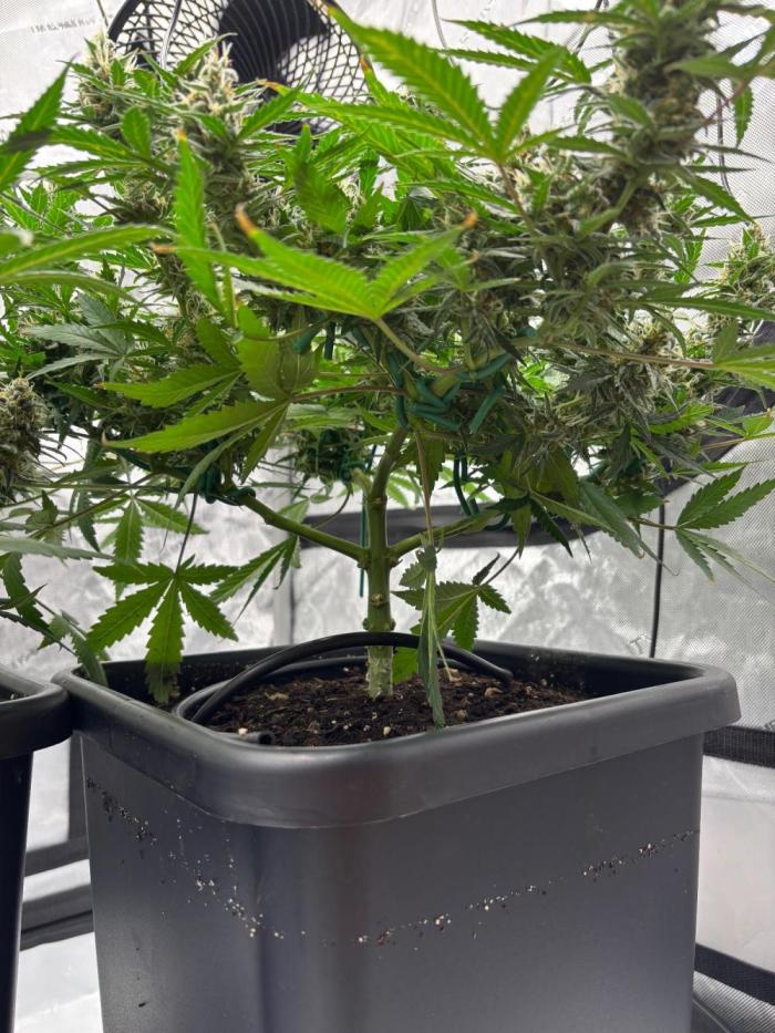 Plant photo