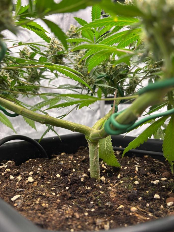 Plant photo