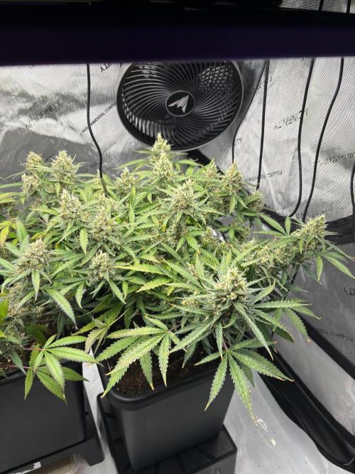 PurplePunch. Week 13