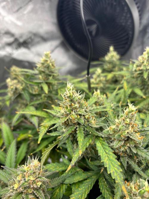 PurplePunch. Week 13