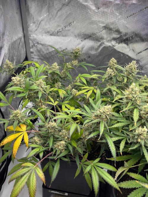 PurplePunch. Week 13