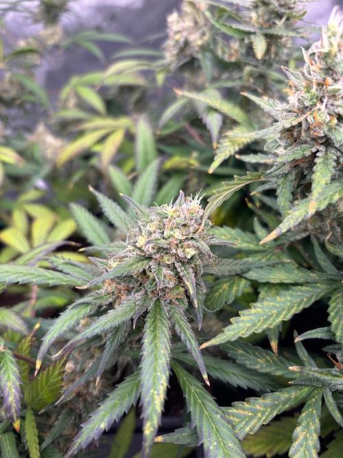 PurplePunch. Week 13