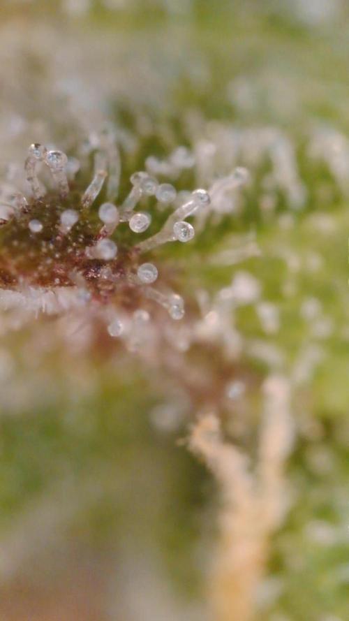PurplePunch. Week 13