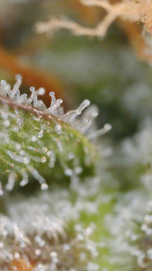PurplePunch. Week 13