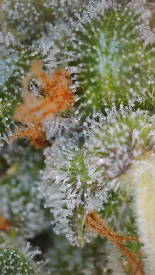 PurplePunch. Week 13