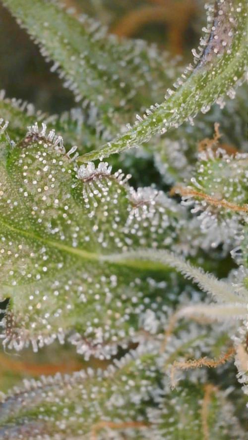 PurplePunch. Week 13