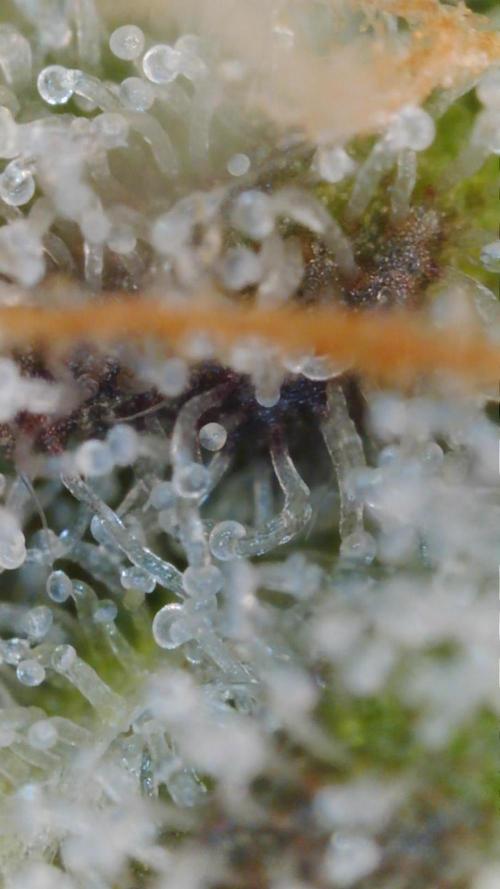 PurplePunch. Week 13