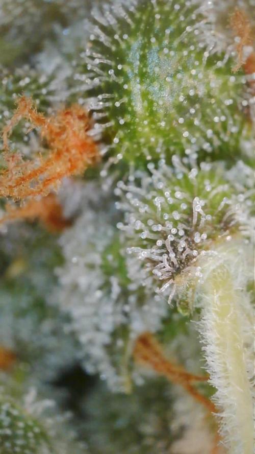 PurplePunch. Week 13