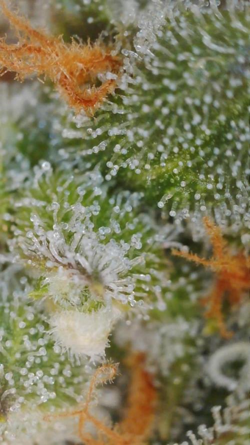 PurplePunch. Week 13
