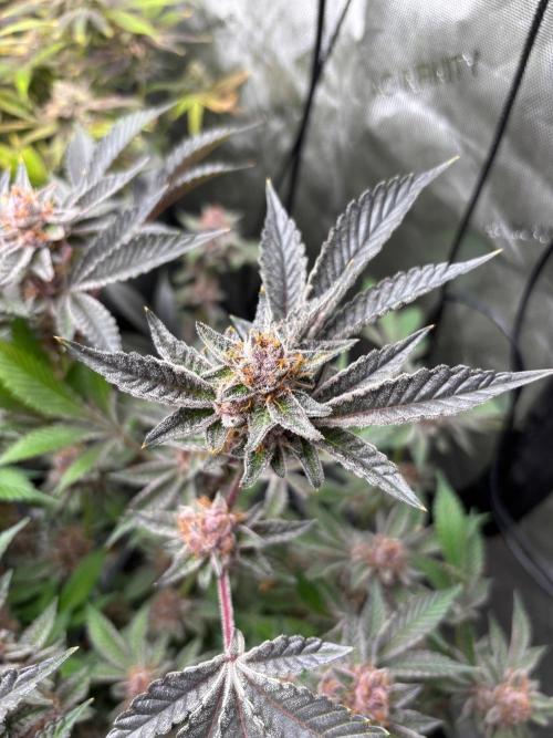 🖐️ Strain Grow. Week 15