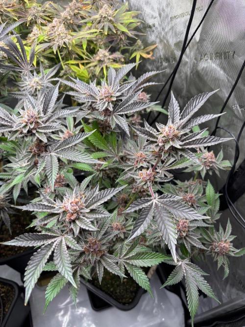 🖐️ Strain Grow. Week 15