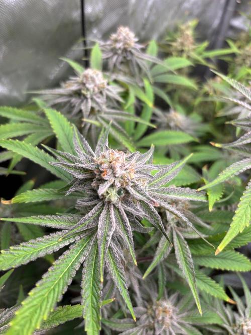 🖐️ Strain Grow. Week 15