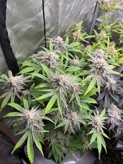 🖐️ Strain Grow. Week 15