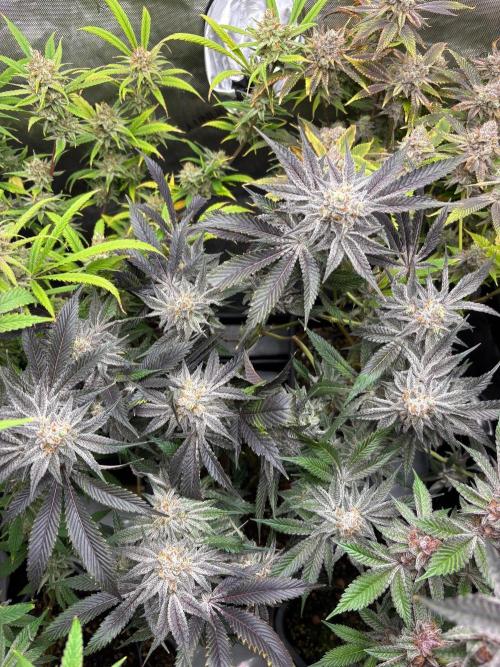 🖐️ Strain Grow. Week 15