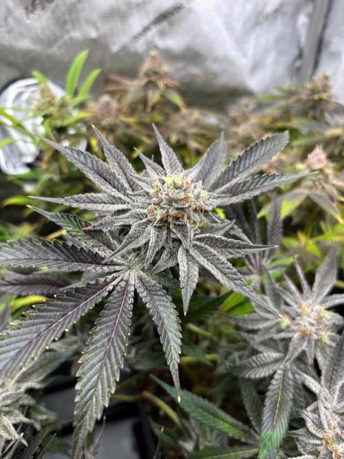🖐️ Strain Grow. Week 15