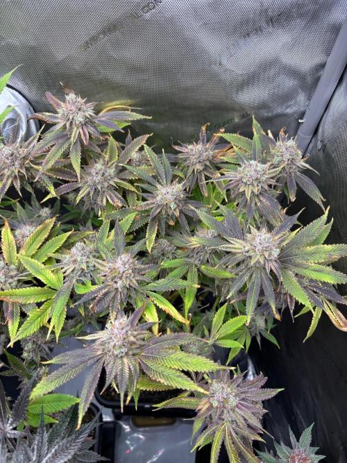 🖐️ Strain Grow. Week 15
