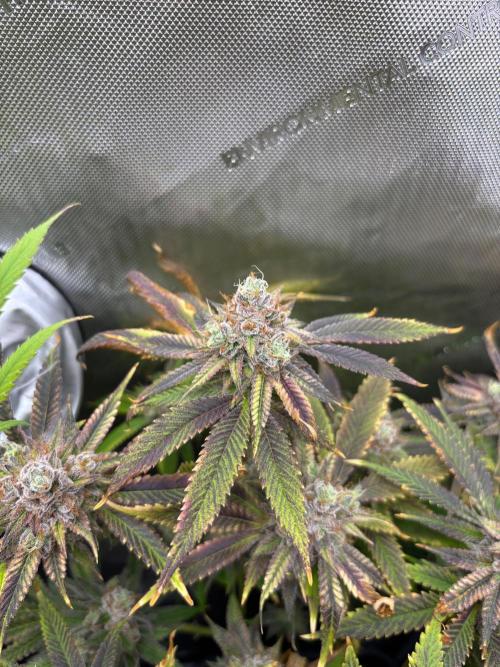 🖐️ Strain Grow. Week 15