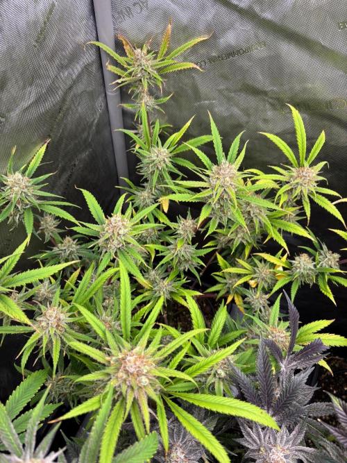 🖐️ Strain Grow. Week 15