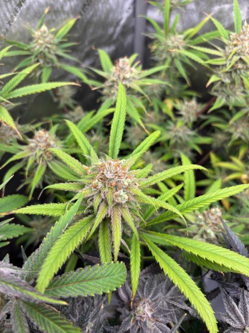 🖐️ Strain Grow. Week 15