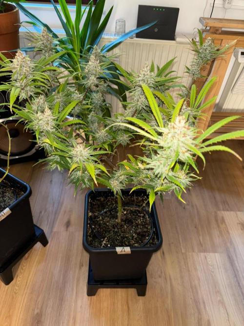 🖐️ Strain Grow. Week 15