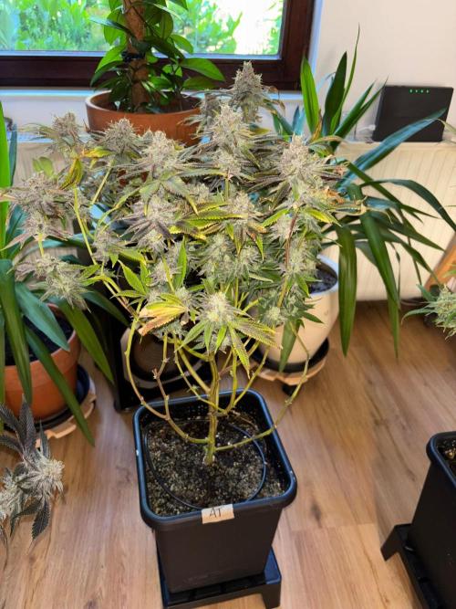 🖐️ Strain Grow. Week 15