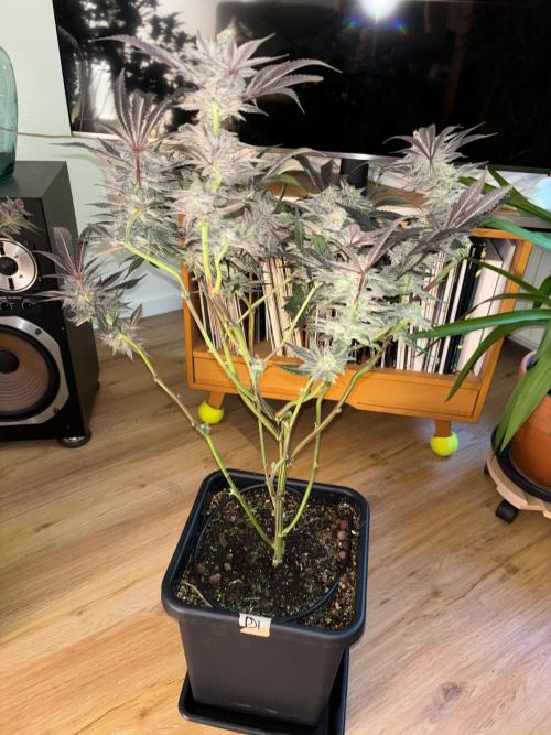 🖐️ Strain Grow. Week 15